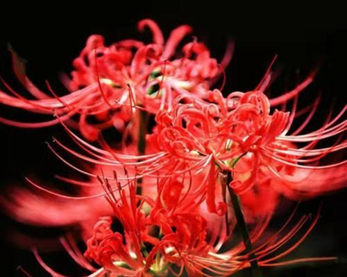彼岸花象征着什么？彼岸花的传说和寓意是什么？