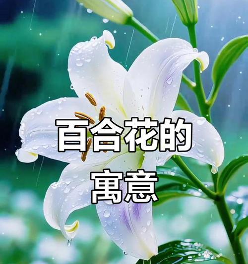 哪种花象征着火烈的爱情？