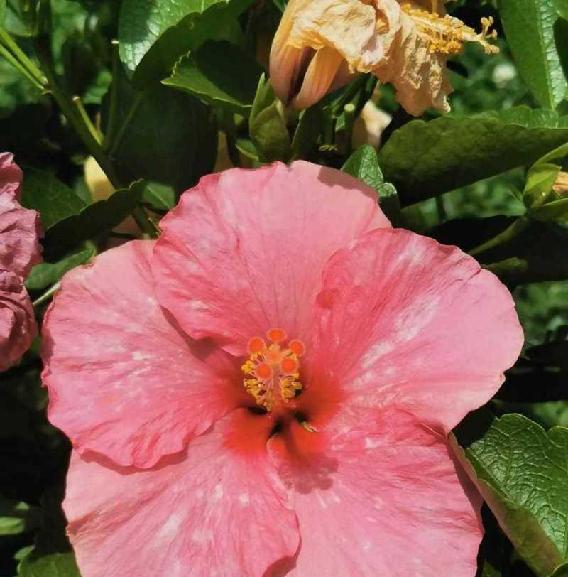 黄色扶桑花的花语是什么？扶桑花的寓意有哪些？