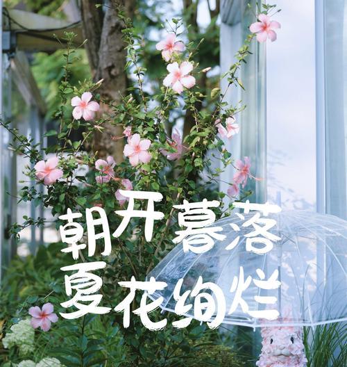 黄色扶桑花的花语是什么？扶桑花的寓意有哪些？