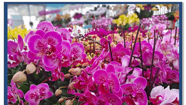 春节期间开什么花寓意最好？