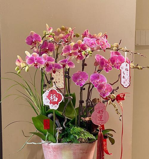 春节期间开什么花寓意最好？