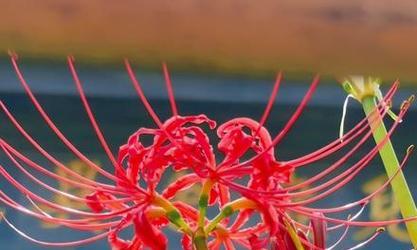 花语中表达爱情遗憾的是哪种花？