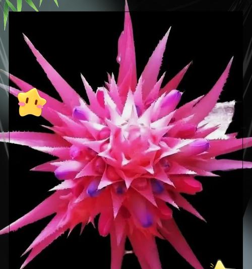 哪些花象征着文化瑰宝？