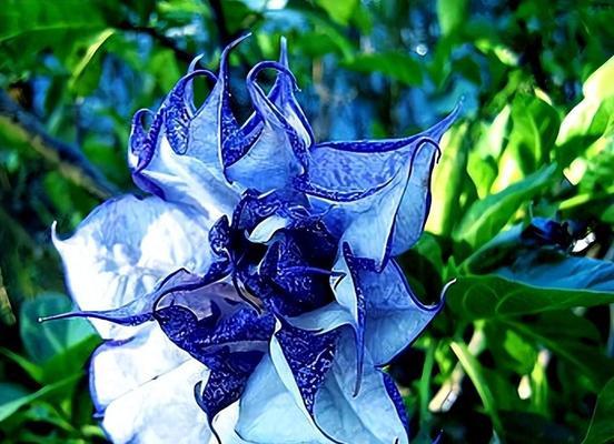 哪些花象征死亡？传说中象征死亡的花有哪些？