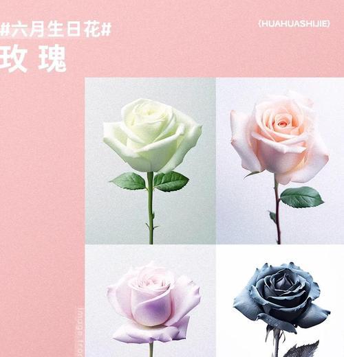 粉色玫瑰在生日中代表什么？生日送粉色玫瑰有何深意？