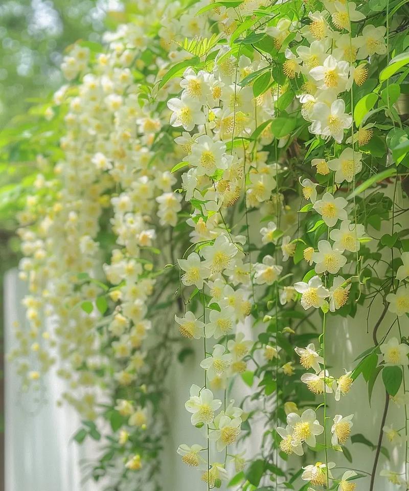 黄色袋子代表的花是什么？