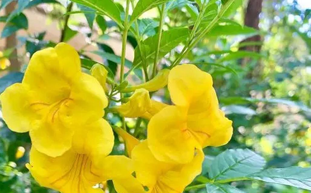 黄色袋子代表的花是什么？