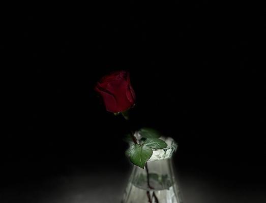哪种花象征浪漫主义者？浪漫主义者的花语有哪些？