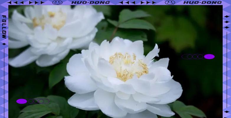 象征民族气节的花有哪些？它们各自代表什么？