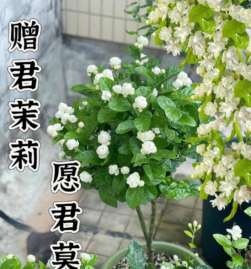 茉莉花的颜色含义和象征是什么？茉莉花象征着什么？