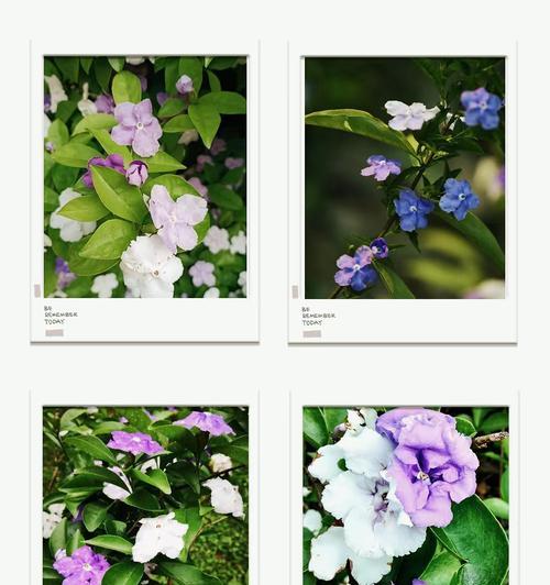 茉莉花的颜色含义和象征是什么？茉莉花象征着什么？