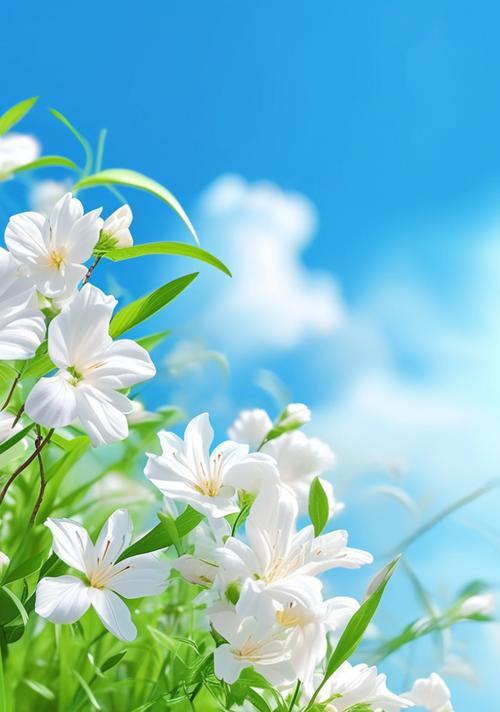 茉莉花的颜色含义和象征是什么？茉莉花象征着什么？