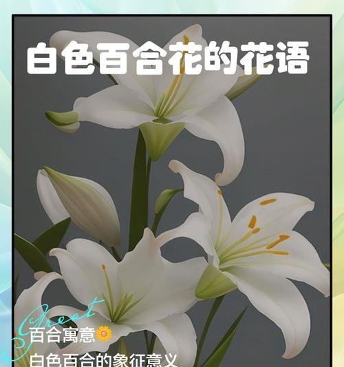白色的花寓意是否与玫瑰相同？白色花语有哪些？