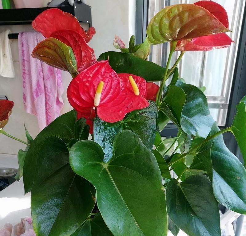 哪种花寓意老师生日快乐？如何选择合适的花卉？