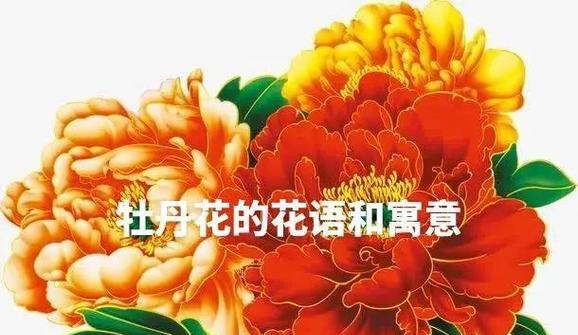 哪些花象征幸福吉祥？它们的花语是什么？