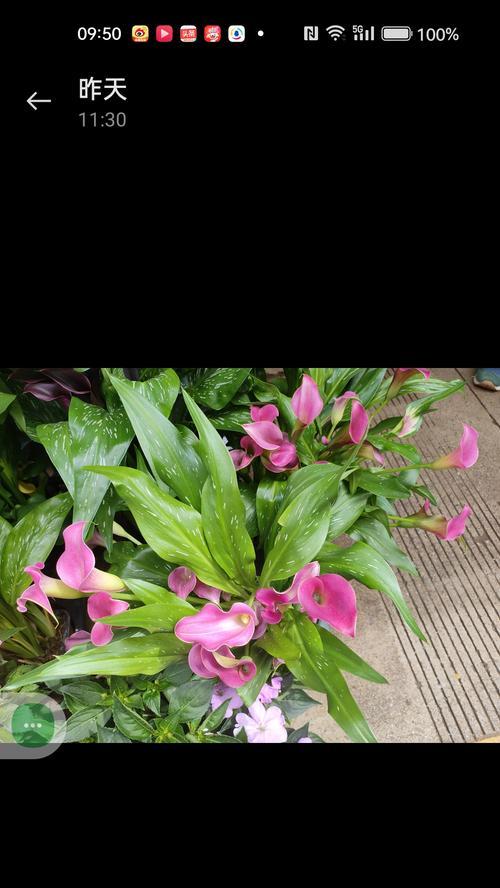 哪些花象征幸福吉祥？它们的花语是什么？
