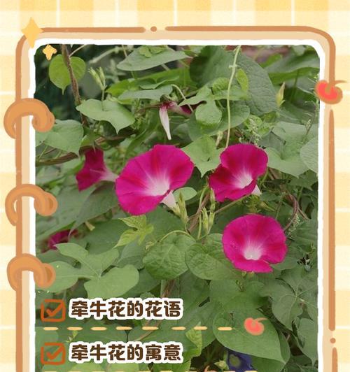 春节花卉的花语是什么？它们代表了哪些寓意？