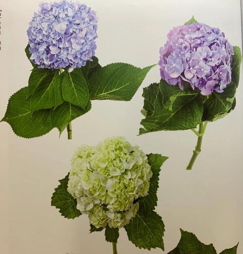 绣球花颜色不同寓意有何区别？