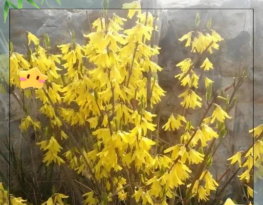 哪种花象征富贵聚财？