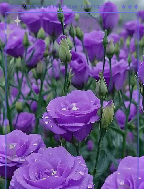 哪种花象征绝望爱情？绝望爱情的花卉寓意是什么？