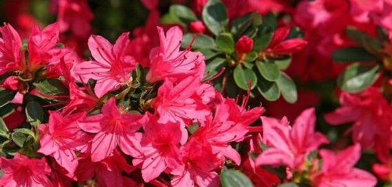 红色杜鹃花的寓意和花语是什么？如何用红色杜鹃花表达情感？
