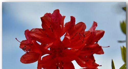 红色杜鹃花的寓意和花语是什么？如何用红色杜鹃花表达情感？