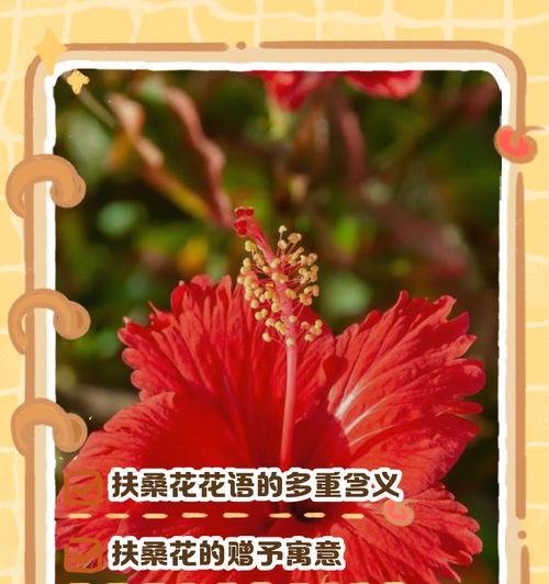 色花的花语是什么？它们代表了哪些情感？
