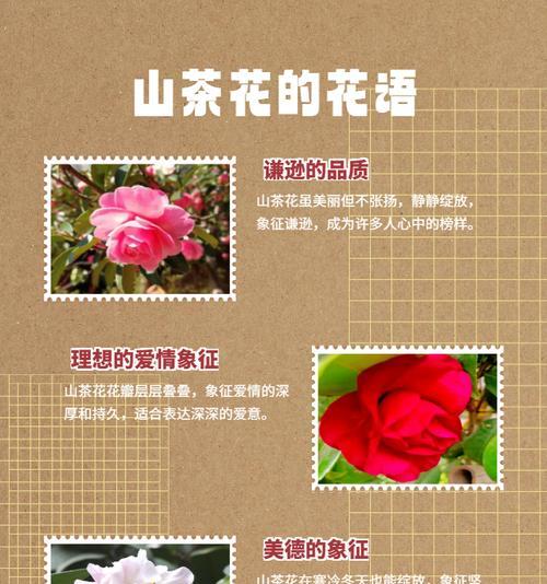 色花的花语是什么？它们代表了哪些情感？