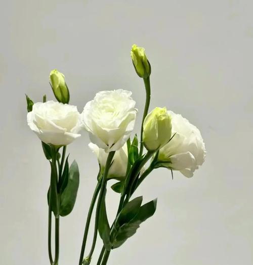 白色花象征死亡吗？它们的寓意是什么？