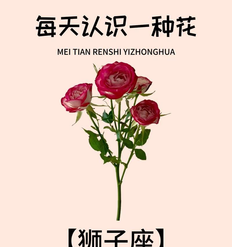 白色玫瑰花代表什么含义？