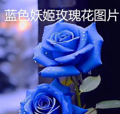 哪种蓝色花象征爱情？蓝色花的花语有哪些？
