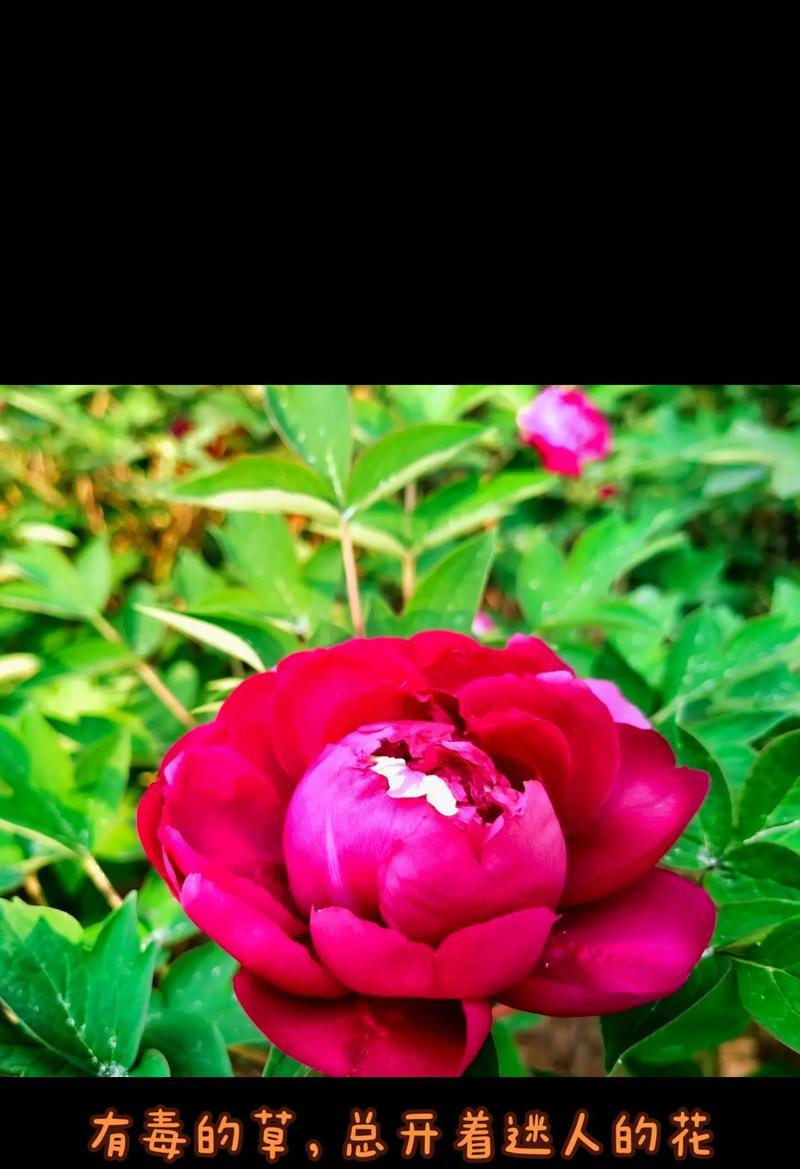 什么花寓意一路好运？这种花的象征意义是什么？