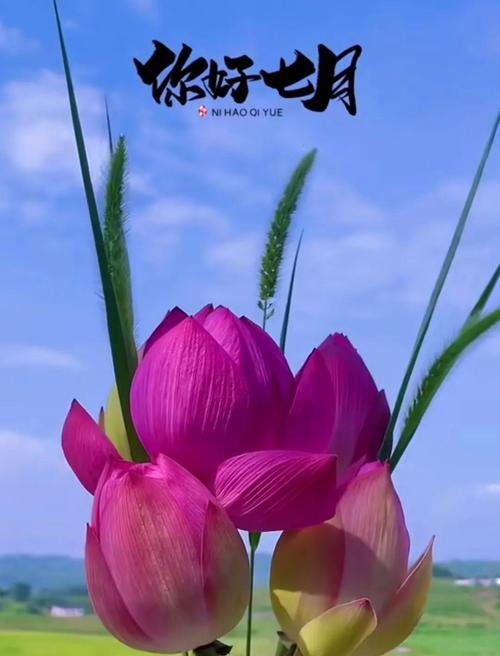 什么花寓意一路好运？这种花的象征意义是什么？