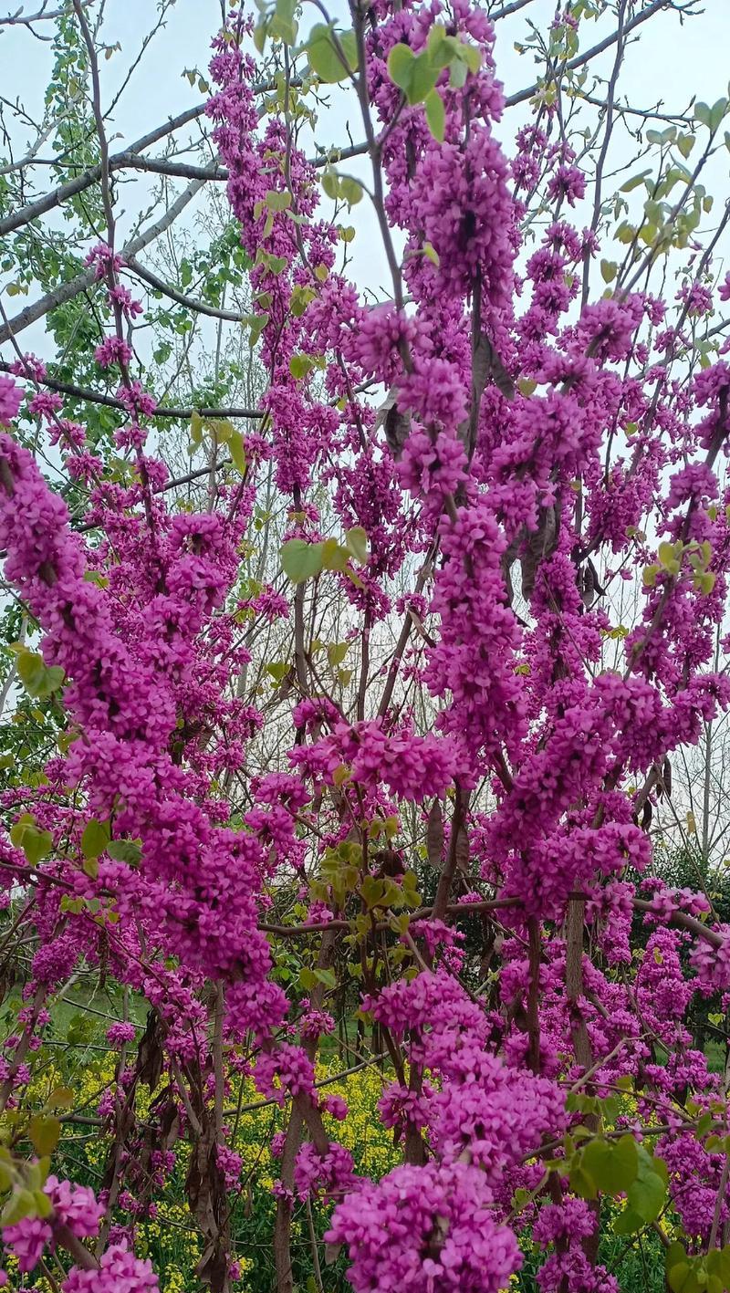 什么花寓意一路好运？这种花的象征意义是什么？