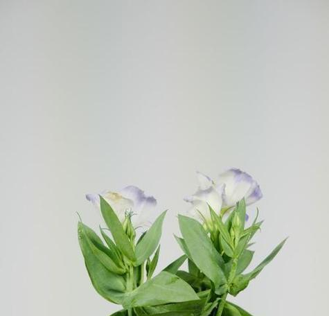和平象征绿色的花是哪个？