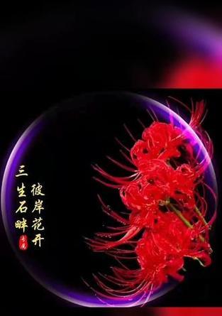 彼岸花的含义红色是什么？彼岸花有哪些寓意？