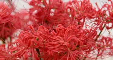 彼岸花的含义红色是什么？彼岸花有哪些寓意？