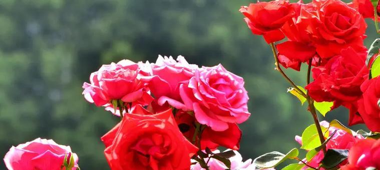 等待幸福的花语是什么？幸福来临前的花语是什么？