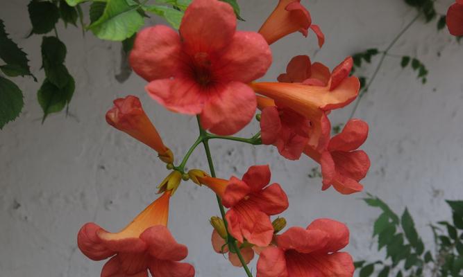 花铺红色手绳代表什么寓意？