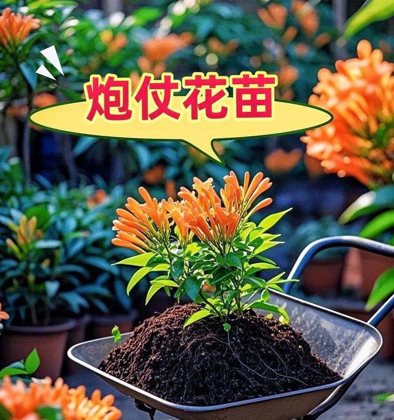 花来富贵的寓意是什么？