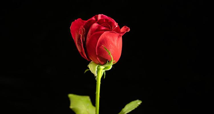 红色和黑色花的寓意是什么？它们各自代表了什么？