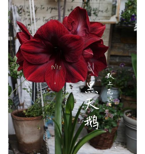 红色和黑色花的寓意是什么？它们各自代表了什么？