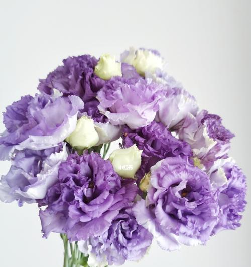 紫色花送给对象代表什么？紫色花的寓意是什么？