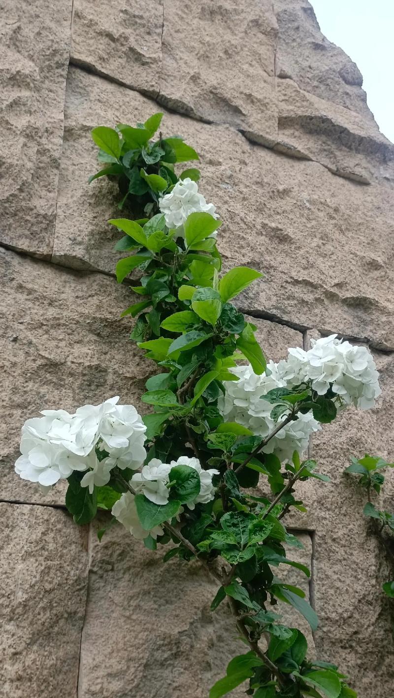 白色的花寓意是什么意思？它代表了什么？