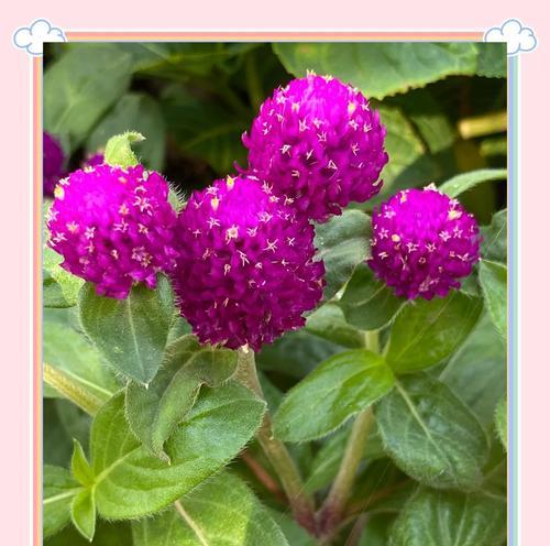 红白色花的花语是什么？它们代表了哪些寓意？