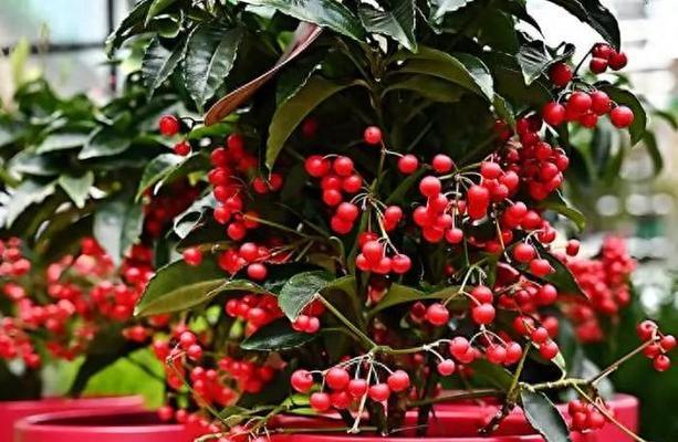 家里摆放什么花寓意吉祥？吉祥花卉有哪些选择？