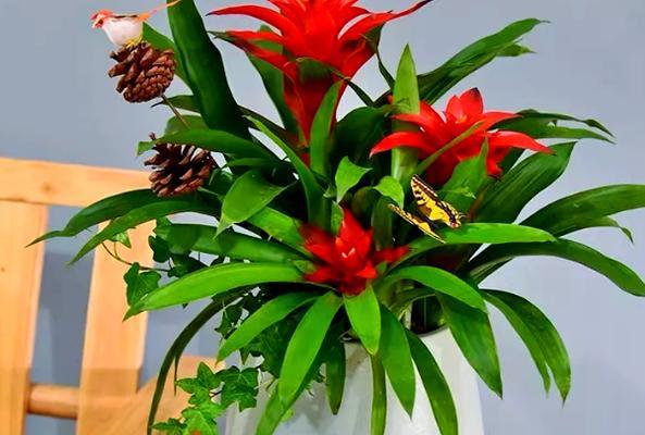 家里摆放什么花寓意吉祥？吉祥花卉有哪些选择？