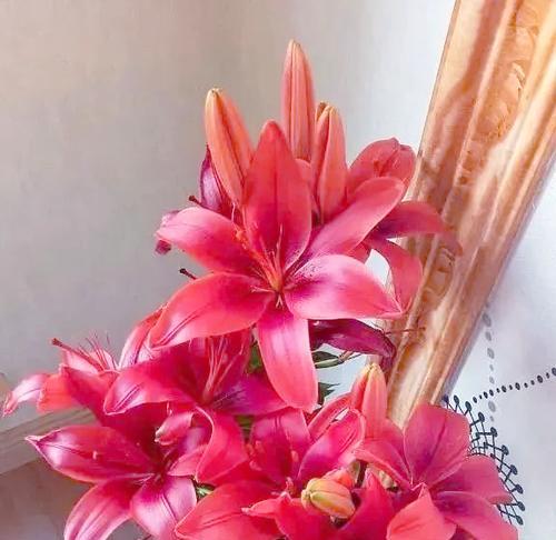 红色百合花寓意什么？果实与红色百合花的象征意义？