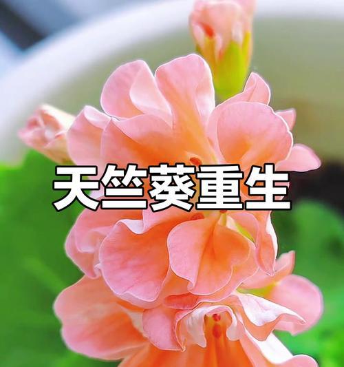 什么花代表成功和成就？